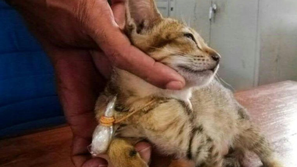 A prison officer shows off a cat detained while entering the high-security Welikada Prison in Colombo with drugs and cell phone SIM cards. Source: AFP 