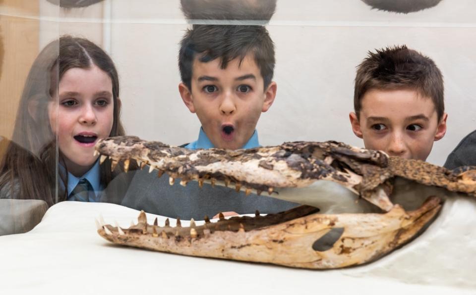 The meticulously conserved crocodile has been put on display at a Rhondda primary school for everyone to enjoy (Rhondda Cynon Taf Council/PA)