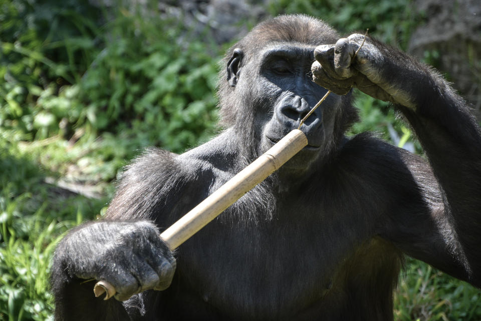 RAMAT GAN, ISRAEL - 2019/03/01: A gorilla showcasing ability to manipulate tools at Ramat Gan Zoo Safari. The park extends over an area of around 1000 dunams. It has the most extensive collection of animals in the Middle East and is unique all over the world because of the vast herds that graze in the African park. (Photo by Laura Chiesa/Pacific Press/LightRocket via Getty Images)