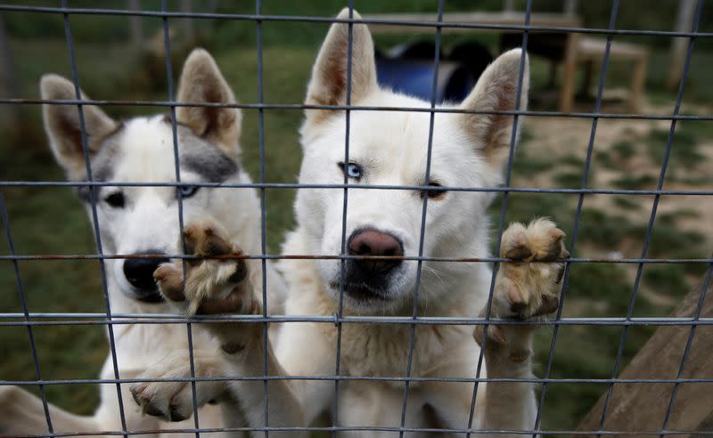 Siberian Huskies belonging to breeders Christine and Stephen Biddlecombe are seen at their home, in Tonbridge