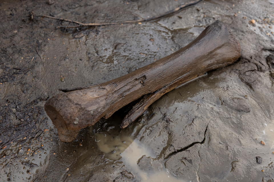 <p>Su ambicioso y surrealista plan incluye también en el futuro introducir en el parque mamuts, animales que otros científicos esperan resucitar de la extinción con nuevas técnicas genéticas. (Foto: Maxim Shemetov / Reuters).</p> 