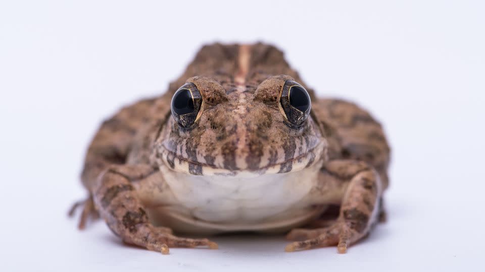 Fejervarya limnocharis, or rice-field frog, is one of the species in decline. - Arun Roisri/Moment RF/Getty Images