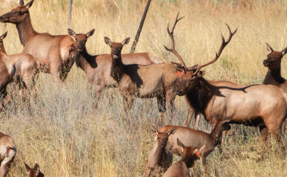 This elk bull, surrounded by cows that he protects, is one of the estimated 1,300 Tule elk in San Luis Obispo County.