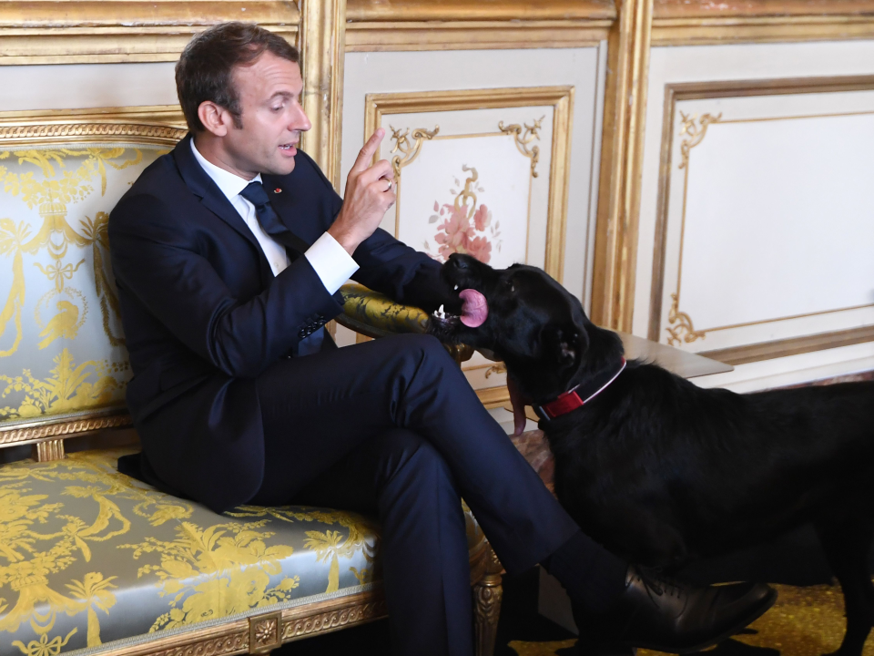 Emmanual macron dog nemo