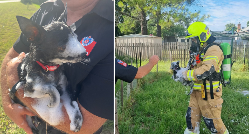 NSW Firies were stunned by the discovery of a pet dog covered in foam (left). Right, a firefighter holds the small dog while wearing protective gear. 