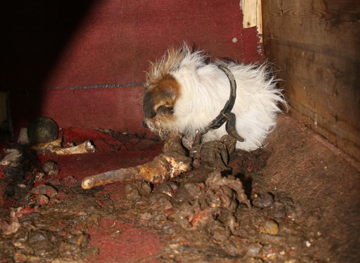 Frances the terrier chained up outside (RSPCA)