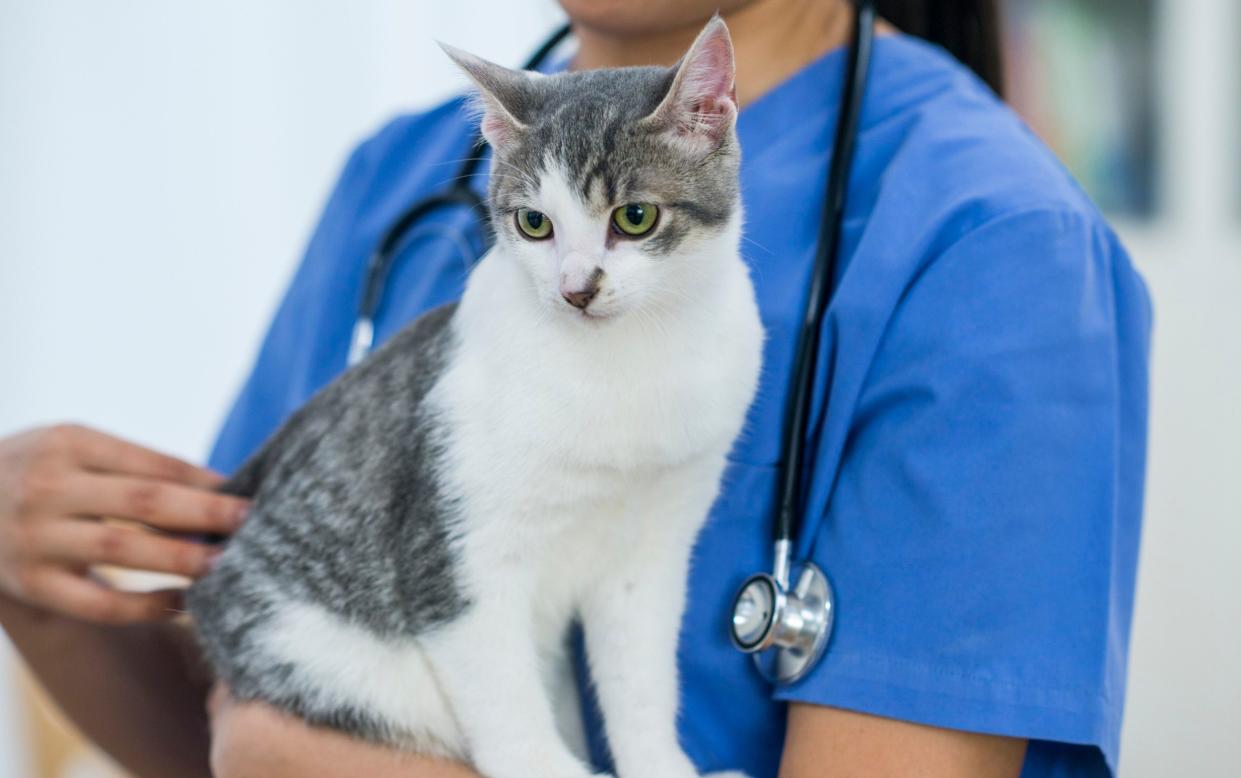 A vet is pictured looking after a cat