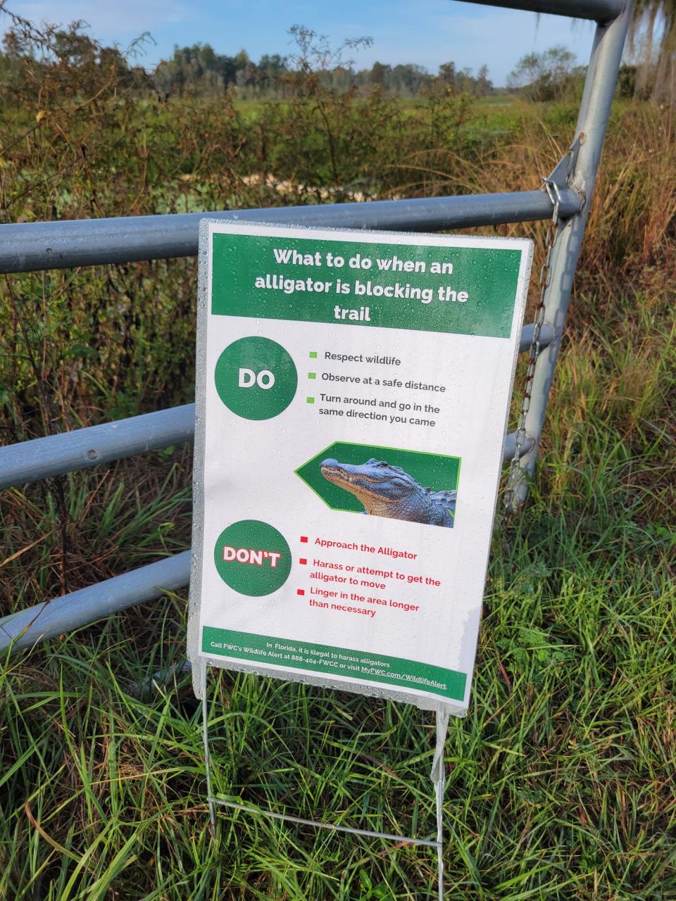 A sign posted along a trail at Circle B Bar Reserve provides guidance on proper behavior when encountering an alligator on a trail. Managers recently closed a section of Alligator Alley because of increased alligator crossings.