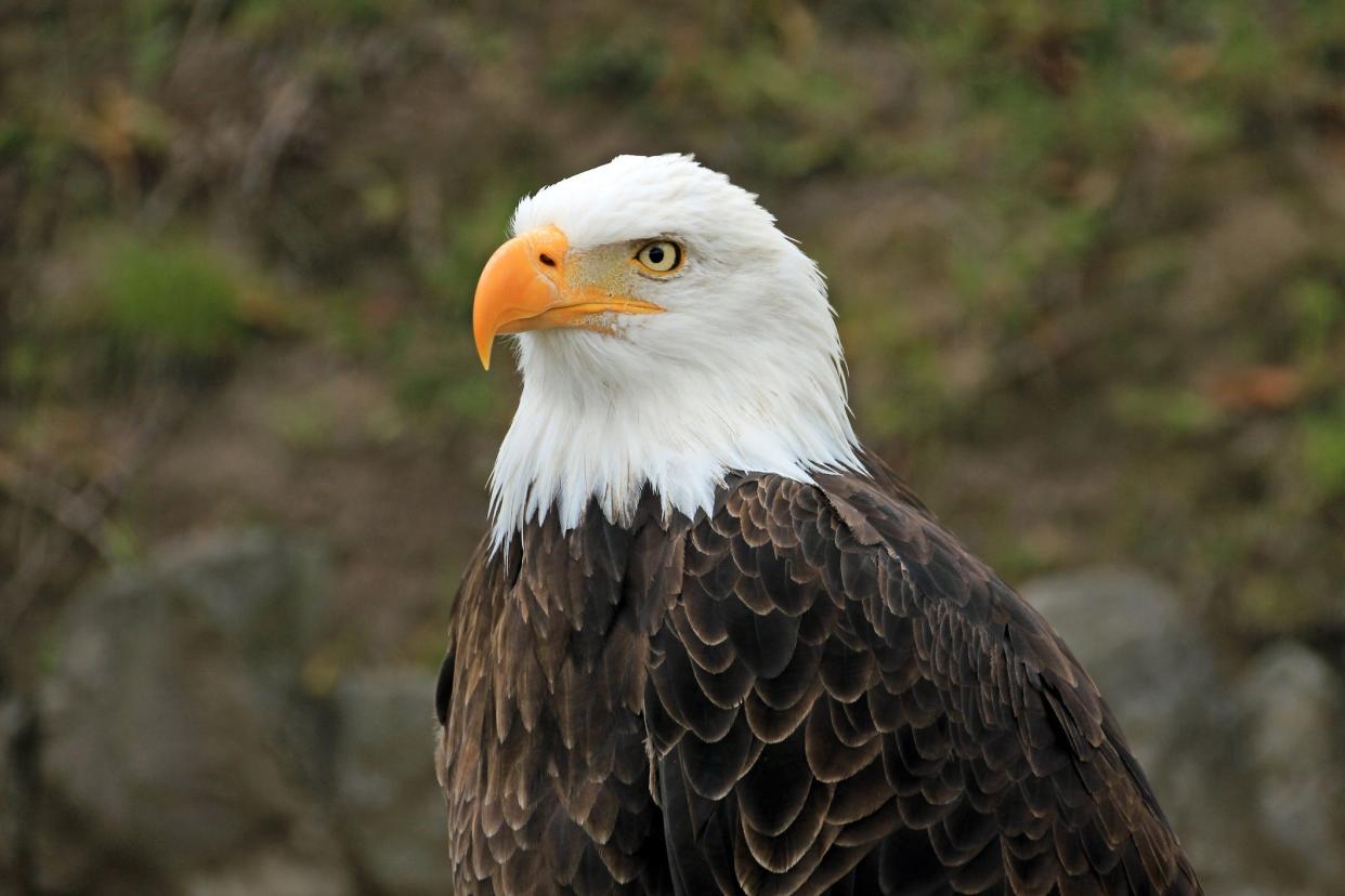 An example of a bald eagle.