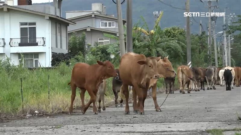 牧場主人忘了更換電網電池，讓牛群跑了出來。