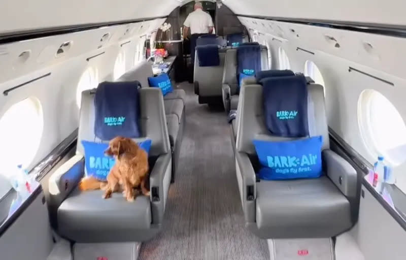 ▲美國寵物品牌BARK，歷經數年的規劃與籌備，終於開創了「BARK Air」，一個專屬於狗狗的航空公司。（圖／IG＠BARK Air）