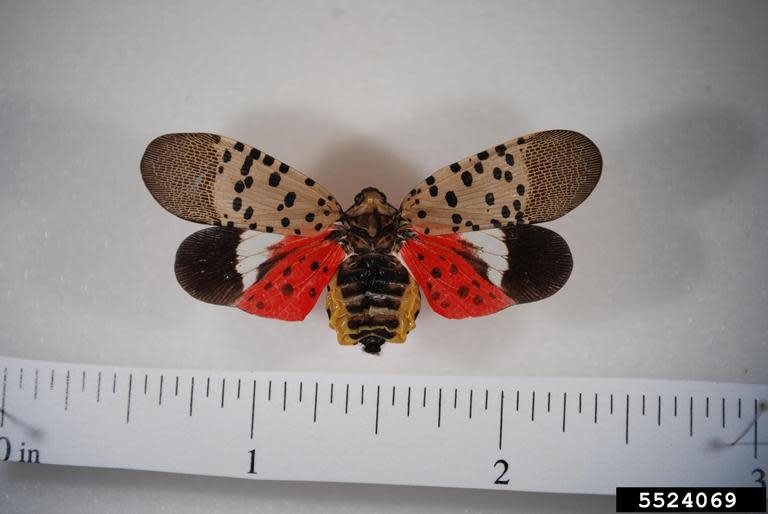 Adult Spotted Lanternfly