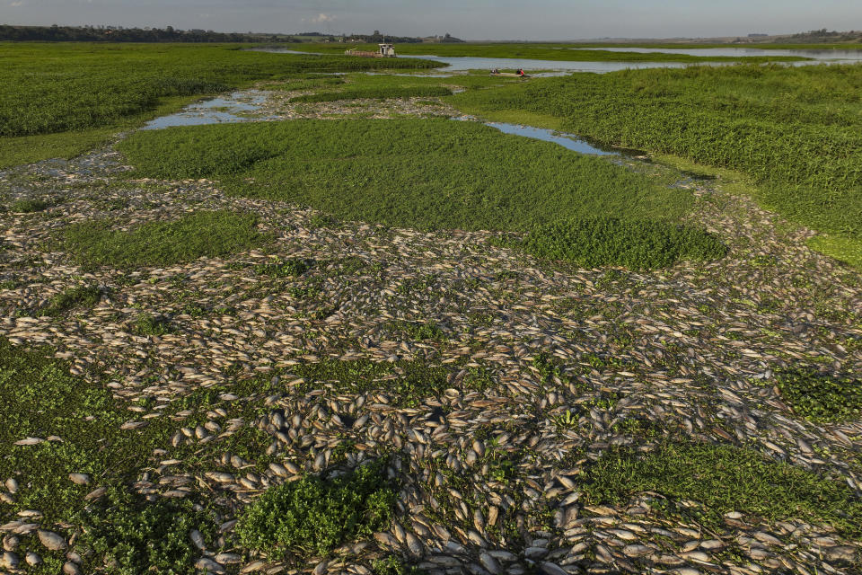 Peces muertos llenan la orilla de un río en una zona rural de Piracicaba, Brasil, el 17 de julio de 2024. (AP Foto/Andre Penner)