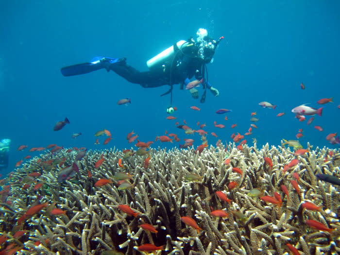 Gorgeous fish: About 576 species of saltwater fishes, of which five are new species, can be found in Nusa Penida. (