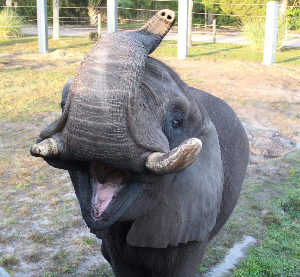 Ali, a male African elephant at the Jacksonville Zoo and Gardens, recently underwent complex surgery to remove an infected tusk. He is 34 and was donated to the zoo when he outgrew Michael Jacksonville's Neverland Ranch.