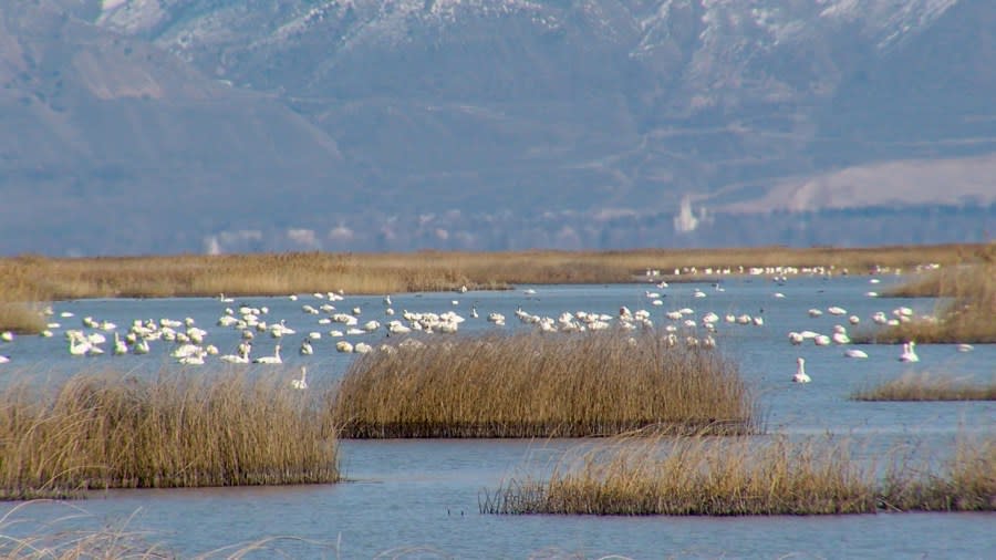Swans seen in the water at Bear River Migratory Bird Refuge in northern Utah. (credit: Kade Garner/KTVX)