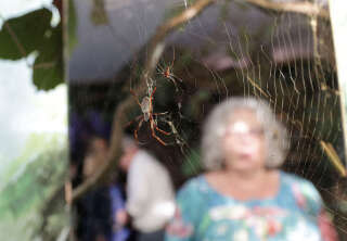 Le zoo de Londres organise une activité spécialement élaborée pour conjurer la peur des araignées, ici en mai 2023. . Photo Anna Gordon/REUTERS