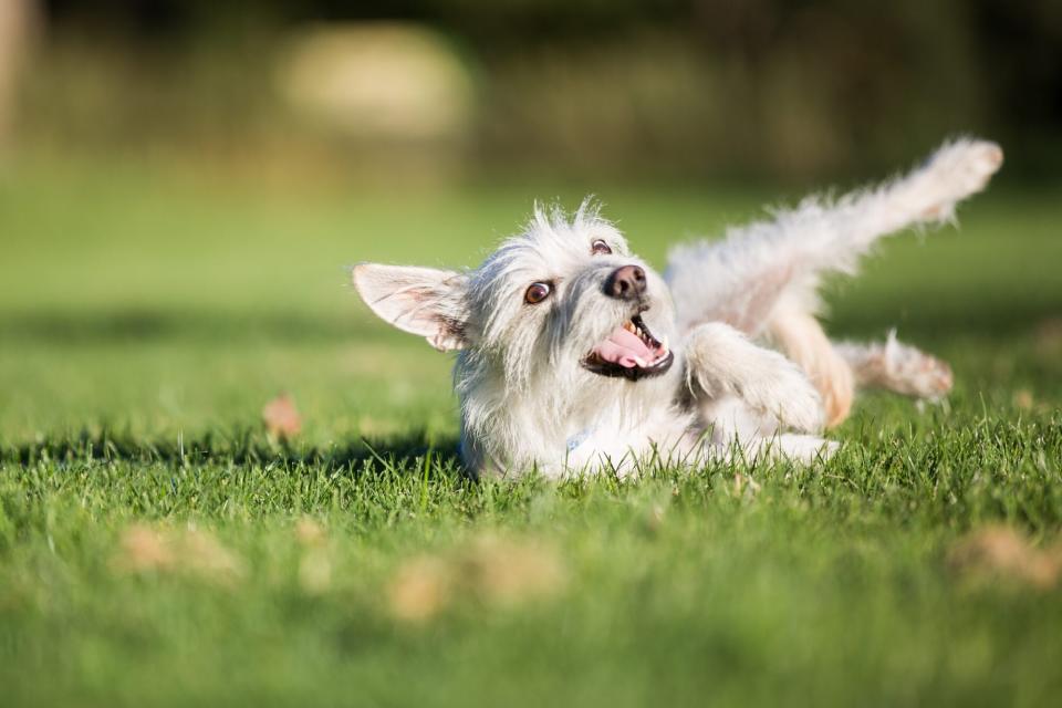Dog Smiling while Rolling in Grass Outdoors