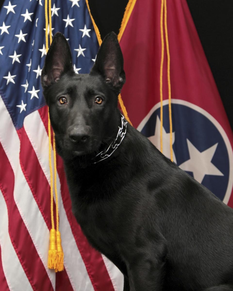 This undated photo released by the Sevierville Police Dept. shows K-9 officer Hank. A gunfight between police and a person inside a home in east Tennessee on left one person dead and wounded Hank, a Belgian Malinois, who is recovering from surgery, authorities said Saturday, May 13, 2023. (Sevierville Police Dept. via AP)