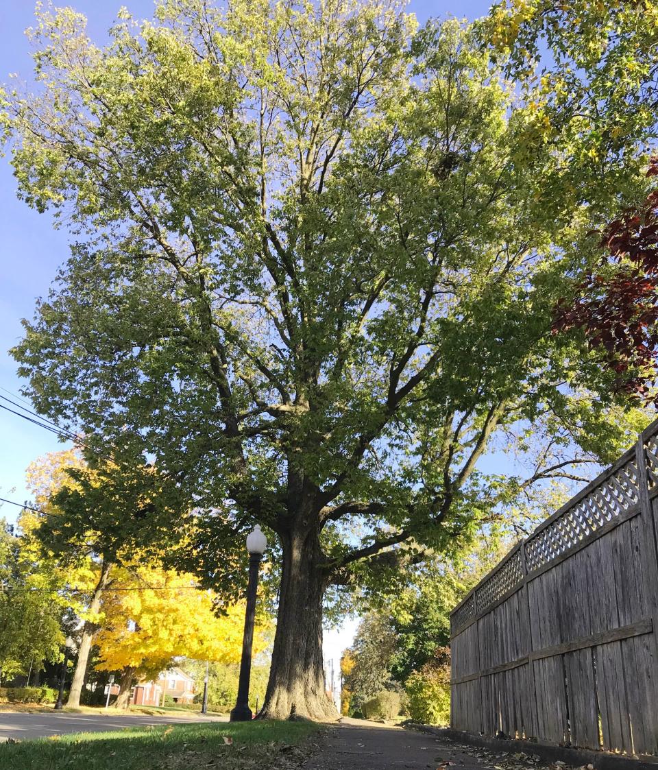 Trees such as this 60 foot Hackberry on East Losey Street help absorb huge volumes of water during torrential rains to help keep streets free from standing water, according to Mayor Peter Schwartzman.