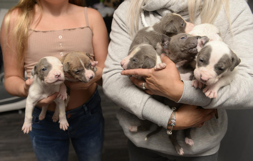 Leeanne Hodge, 34, from Barlia Drive, Castlemilk, Glasgow, holding XL Bulldog puppies after her and her family were subjected to a vicious armed robbery in which 8 out of 16 puppies were stolen. August 21, 2019. Ms Hodge's car, house windows and fireplace were damaged in the robbery. 