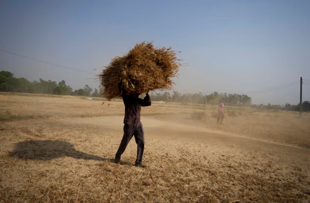 An Indian farmer carries wheat crop harvested from a field on the outskirts of Jammu, India (AP)