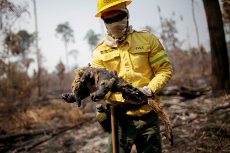 The Wider Image: The mission to save the Amazon's animals