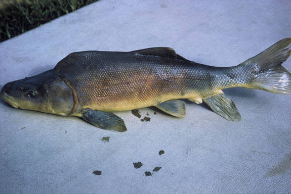 An adult razorback sucker fish.