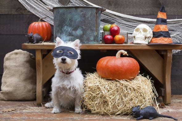 A cute little dog wearing a mask ready for the apple bobbing to begin at a Halloween party in a barn.