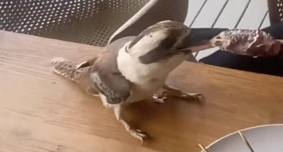 Screenshot from the video showing the kookaburra grabbing the pice of meat with its beak.