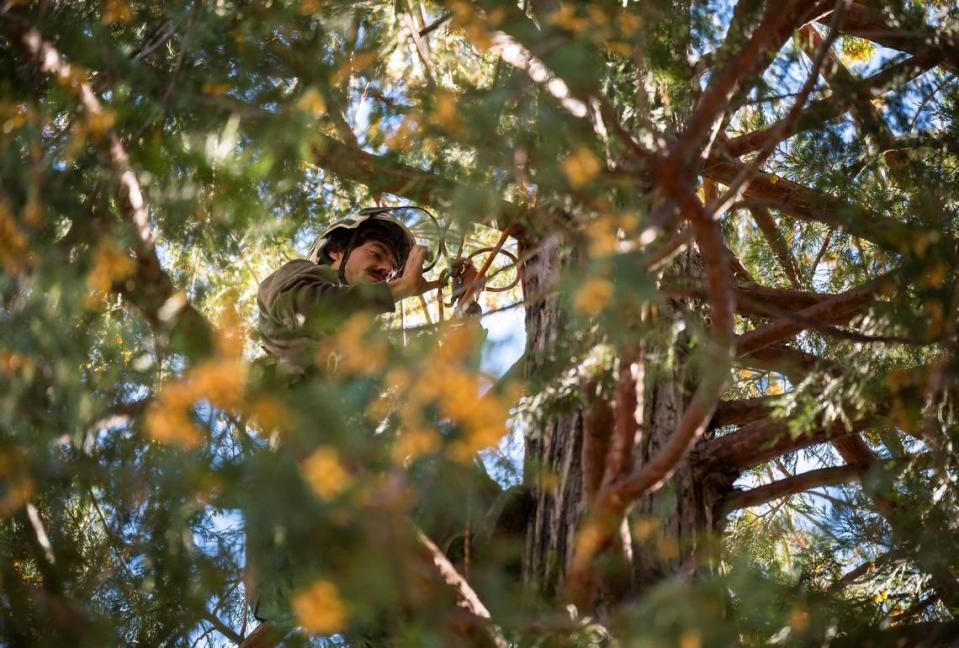 Climber Alex Lemnah, 29, collects seeds from incense cedar pine cones on Oct. 12. An arborist and former firefighter, he grew up in the tree-felling business and plays in a band called Lumbercat. Xavier Mascareñas/The Sacramento Bee