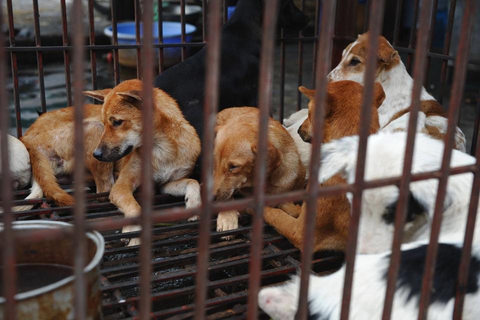 Congressman Vern Buchanan said he hoped countries such as China and South Korea would follow the United States' lead after his bill to stop the slaughter of cats and dogs for human consumption was passed: AFP/Getty Images