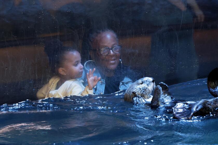 Surrogate otter mom at Long Beach aquarium is rehabilitating pup ...