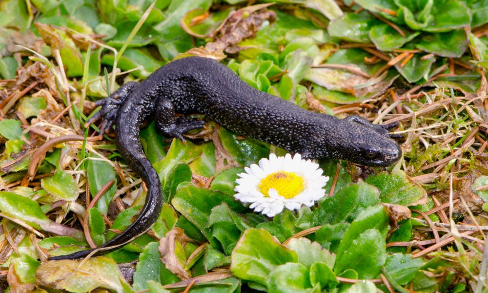 The great crested newt, loathed by developers and Brexiters.