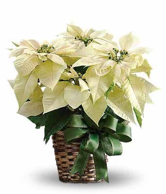 <p><a href="https://go.redirectingat.com?id=74968X1596630&url=https%3A%2F%2Fwww.sendflowers.com%2Fproduct%2Fwhite_poinsettia.htm&sref=https%3A%2F%2Fwww.veranda.com%2Foutdoor-garden%2Fa61839608%2Fpoinsettia-care%2F" rel="nofollow noopener" target="_blank" data-ylk="slk:Shop Now;elm:context_link;itc:0;sec:content-canvas" class="link rapid-noclick-resp">Shop Now</a></p> <p>White Poinsettia Plant</p> <p>sendflowers.com</p> <p>$43.99</p>