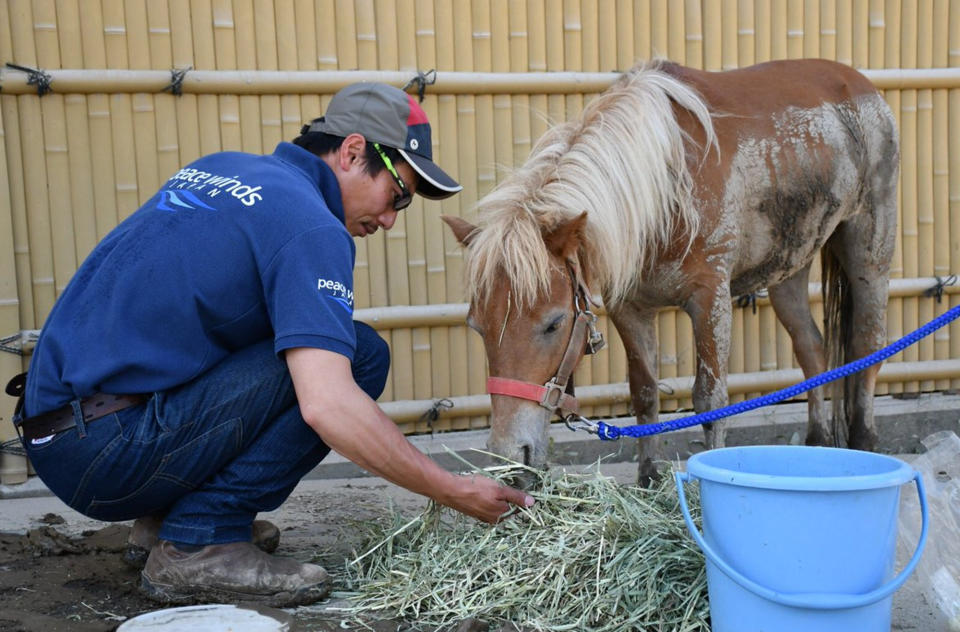 A miniature pony was stranded on a roof after powerful flooding in Japan