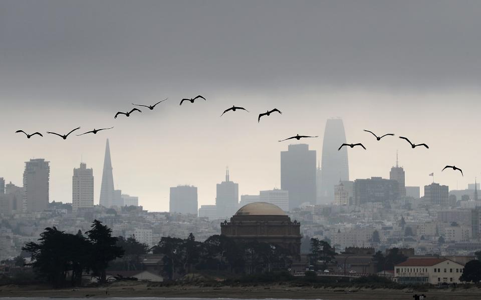 Brown pelicans fly in front of the San Francisco skyline Aug 17, 2018.