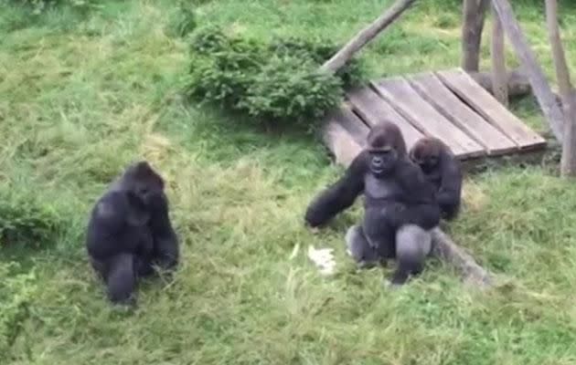 The little gorilla successfully steals a banana.