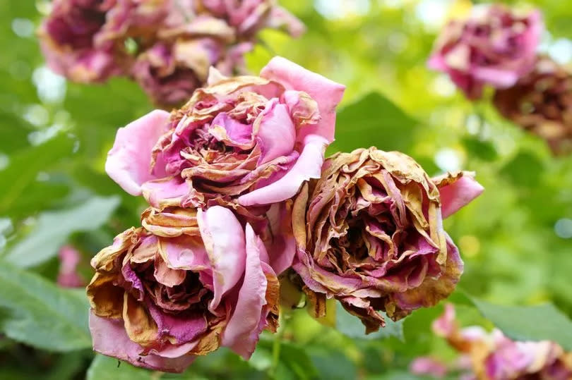 Wilted pink roses