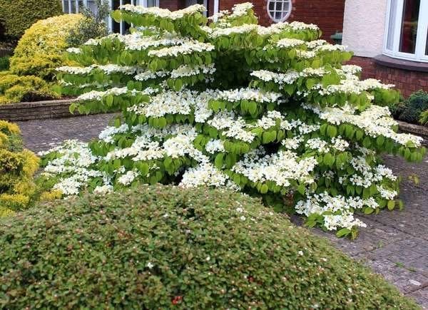 Viburnum dentatum