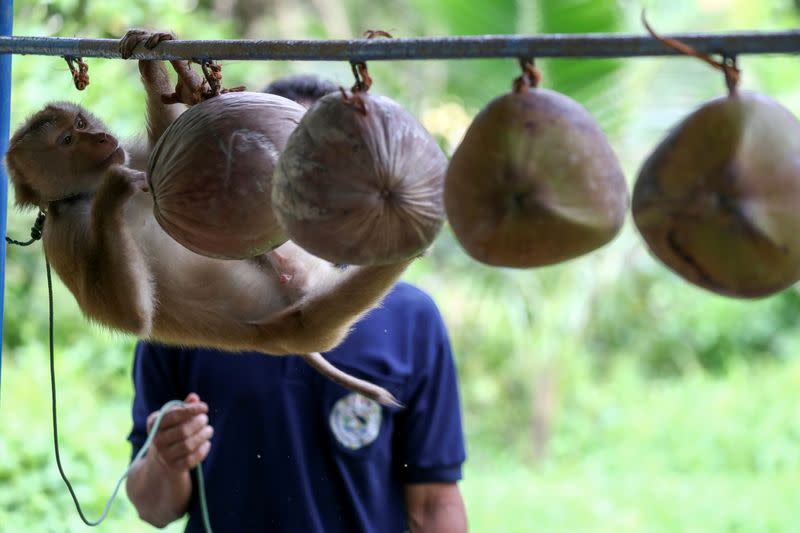 Nirun Wongwanich, 52, a monkey trainer, trains a monkey during a training session at a monkey school for coconut harvest in Surat Thani province