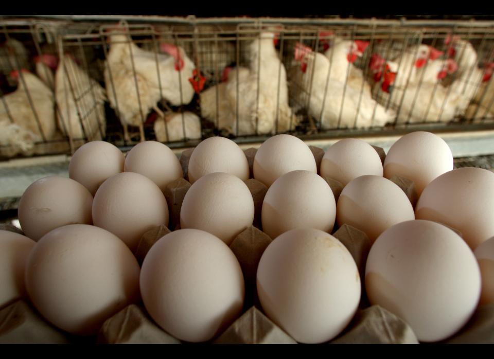 In August 2010, <a href="http://www.fda.gov/Safety/Recalls/MajorProductRecalls/ucm223522.htm" target="_hplink">two Iowa farms</a> recalled 550 million eggs as a result of 1,500 cases of illness associated with salmonella, according to the CDC. The FDA said the contamination was possibly due to the cleanliness and size of the farms' chicken cages.