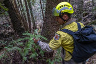 In this photo taken early Jan. 2020, and provided Thursday, Jan. 16, 2020, by the New South Wales National Parks and Wildlife Service, NSW National Parks and Wildlife Service personnel inspect the health of Wollemi pine trees in the Wollemi National Park, New South Wales, Australia. Specialist firefighters have saved the world's last remaining wild stand of a prehistoric tree from wildfires that razed forests west of Sydney. (NSW National Parks and Wildfire Service via AP)