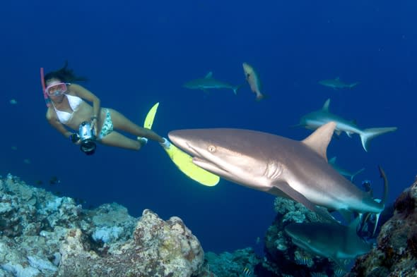 Bikini-clad diver swims with sharks in Micronesia