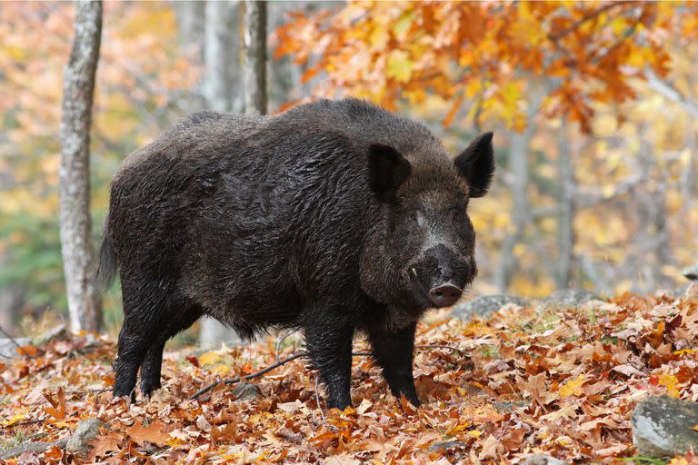 Los jabalíes son comunes en los bosques de Italia.