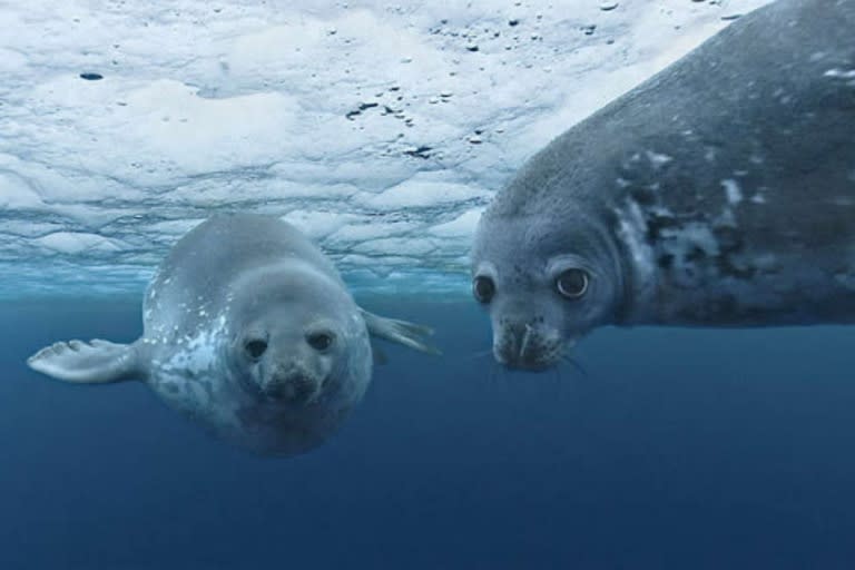 Las focas de Weddell prosperan bajo el hielo marino del continente y utilizan sus grandes dientes para crear agujeros de aire