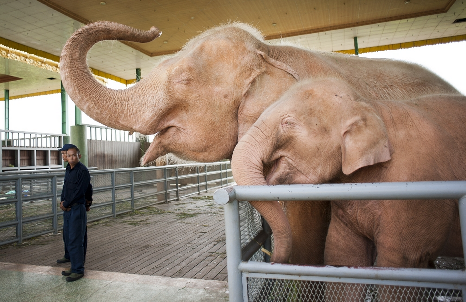 The world celebrates the majestic elephant