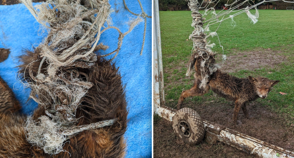 Left - close up of the fox's leg caught in the net. Right - an image showing the full fox caught in the net.