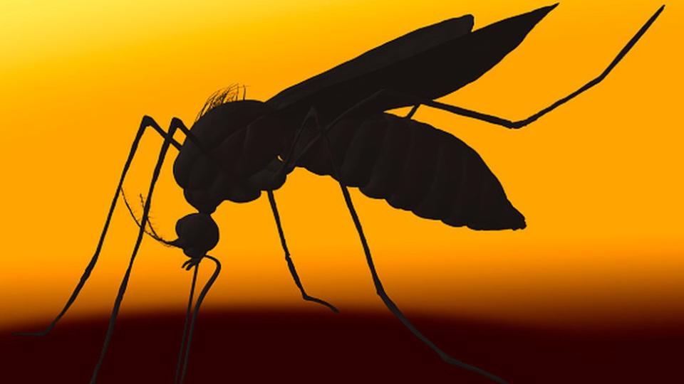 Mosquitos como el Aedes aegypti se reproducen con más facilidad en temporadas de calor intenso o lluvias.