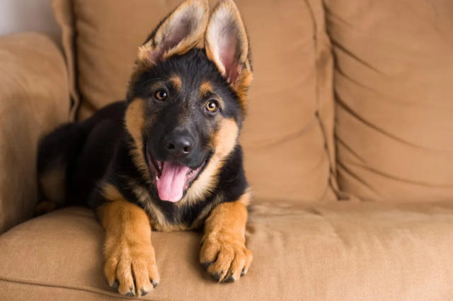 German Shepherd Puppies: Cute Pictures And Facts